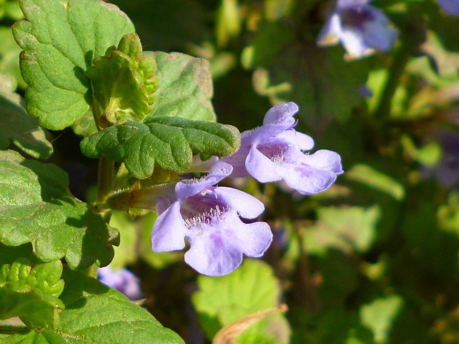 Семейства Яснотковые (Губоцветные)