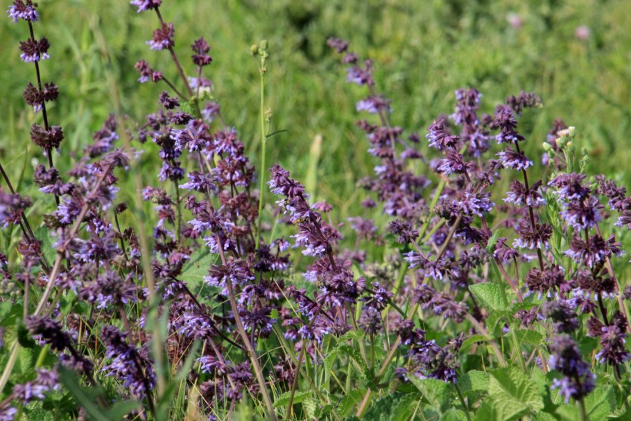 Губоцветные (Lamiaceae)