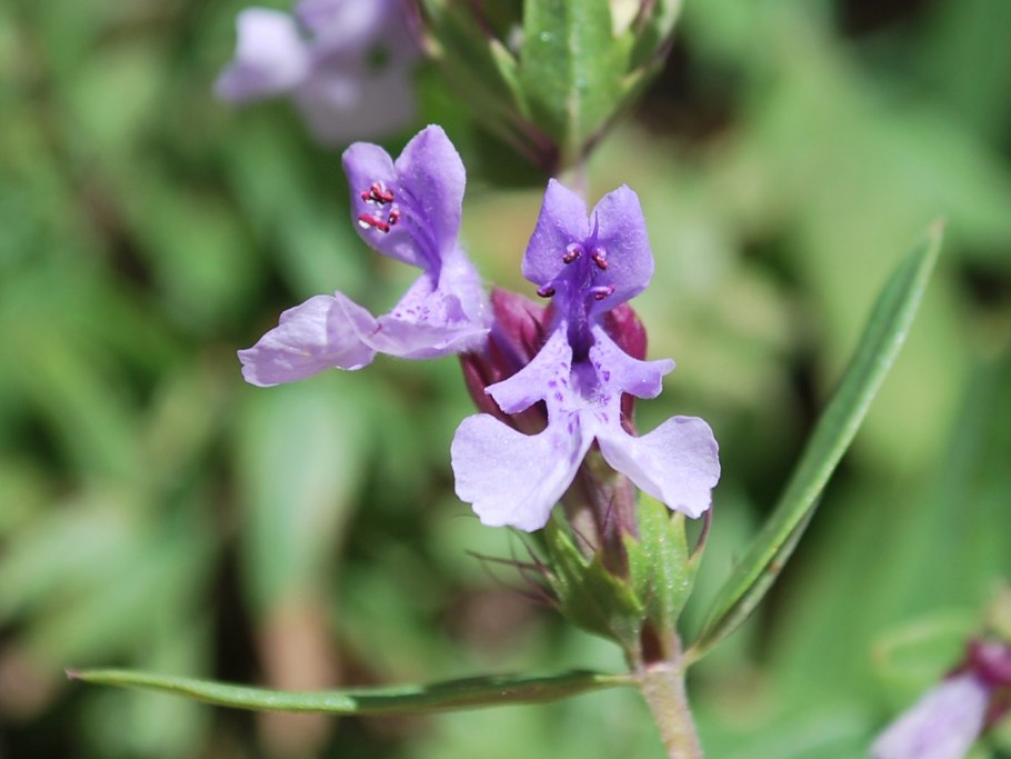 Губоцветные (Lamiaceae)