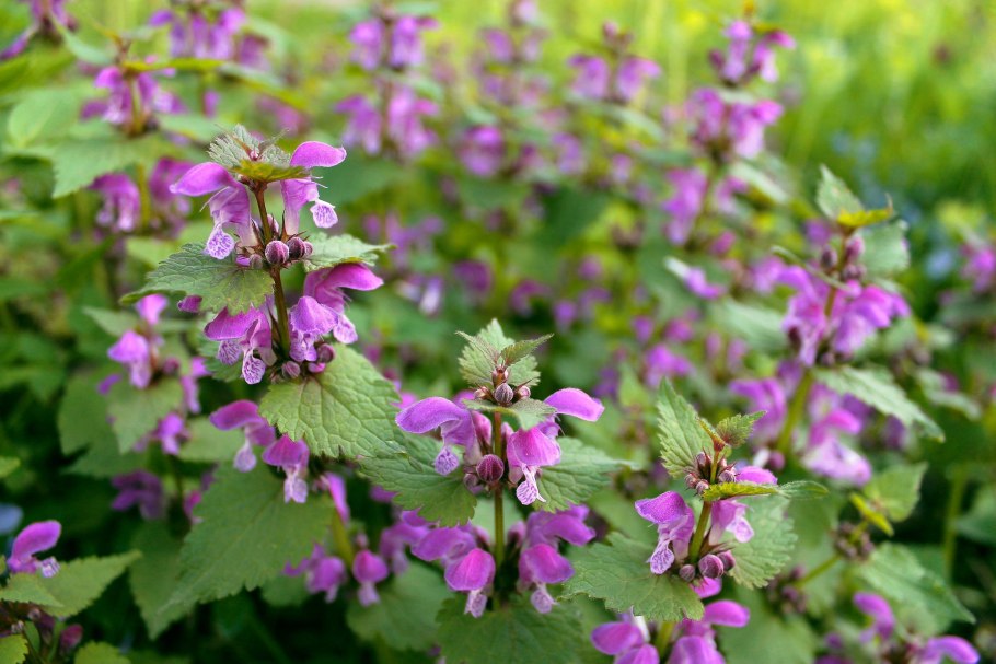 Душевка Альпийская