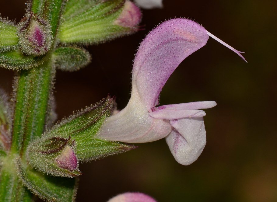 Lamiaceae Labiatae