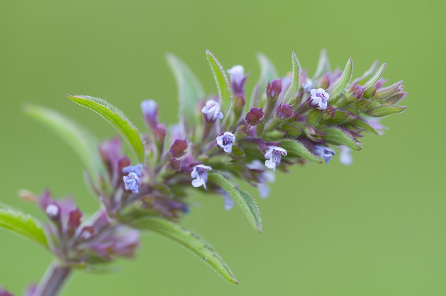 Шалфей Губоцветные