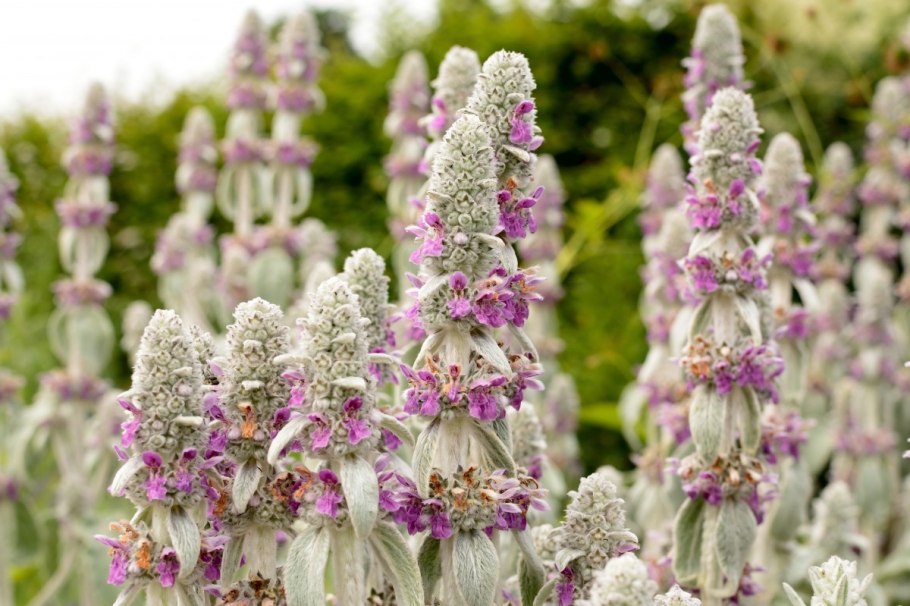 Губоцветные (Lamiaceae)