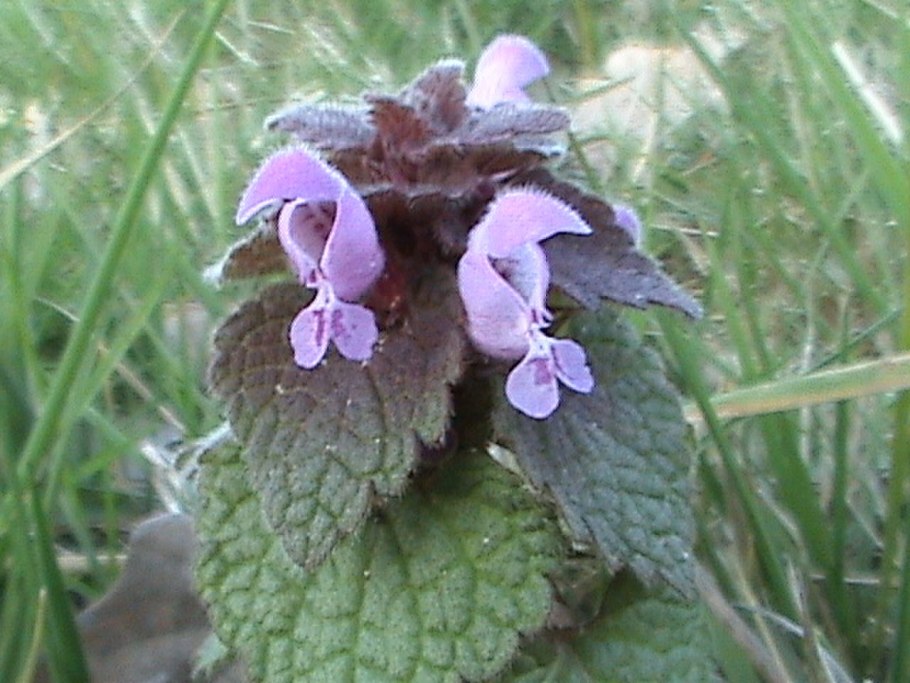 Lamium purpureum