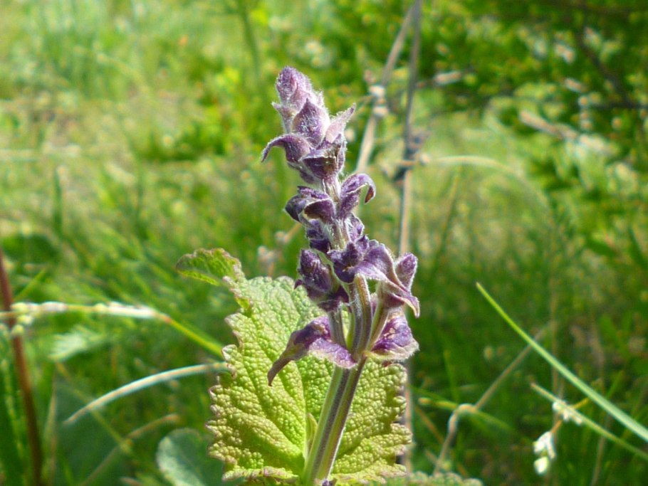 Белокудренник чёрный