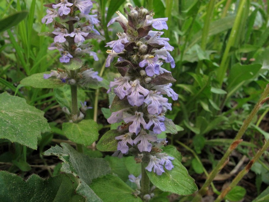 Живучка ползучая ajuga reptans