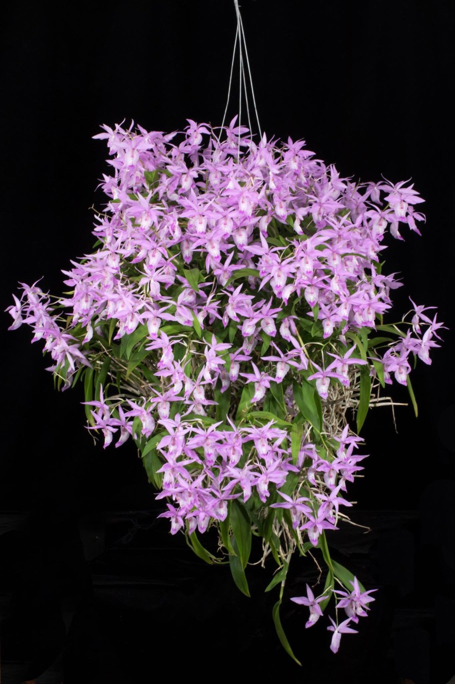 Barkeria whartoniana