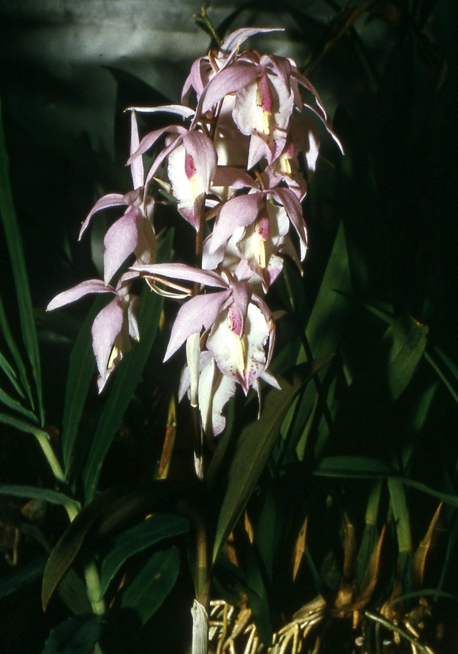 Barkeria whartoniana