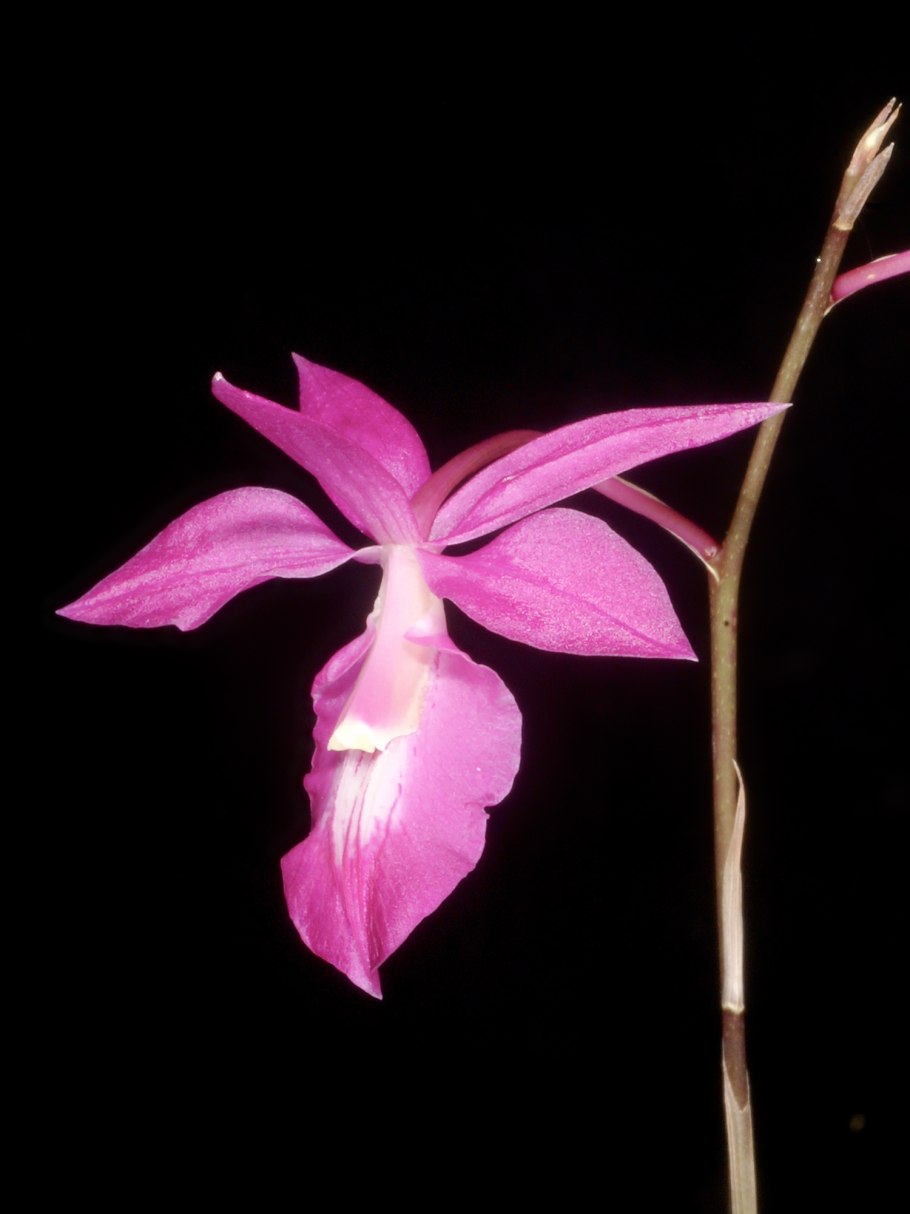 Panisea uniflora Орхидея фото и описание