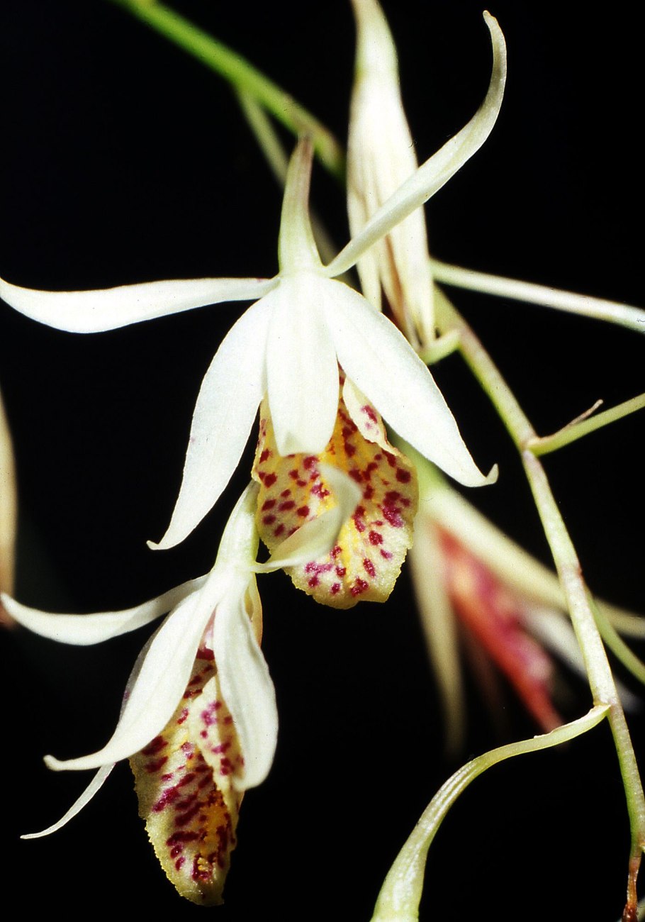 Цимбидиум Ботанический