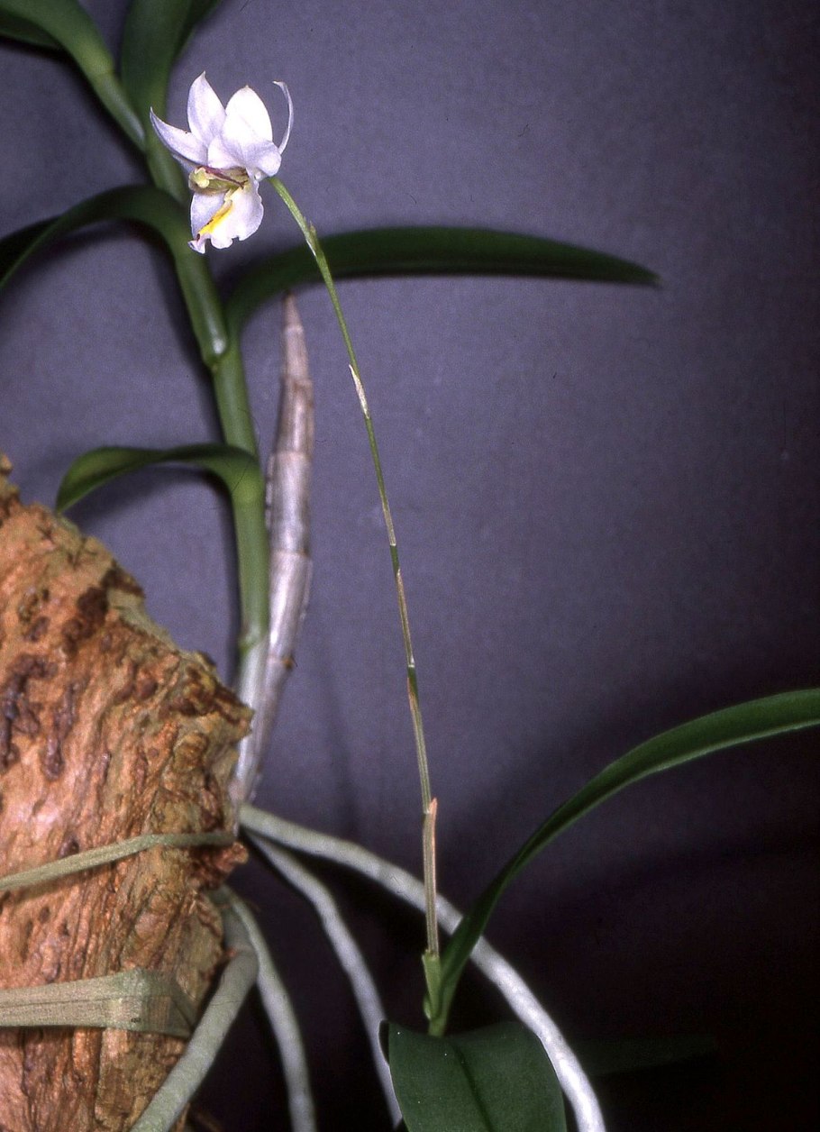 Barkeria melanocaulon