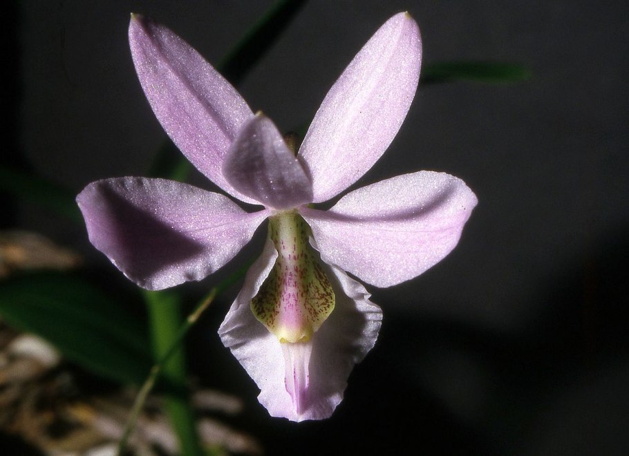 Hyhrophylla Araguaya Blooming