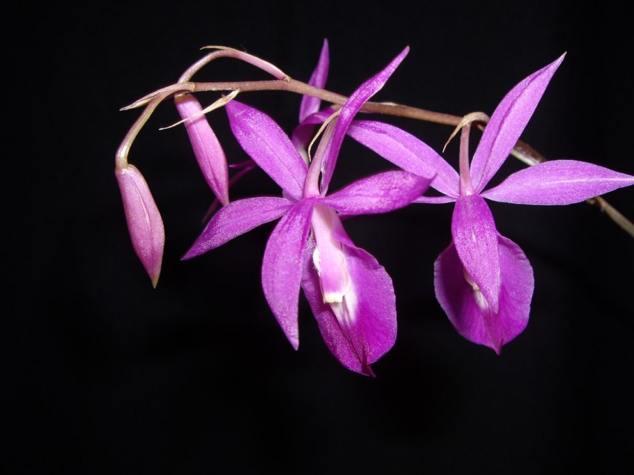 Баркерия Орхидея