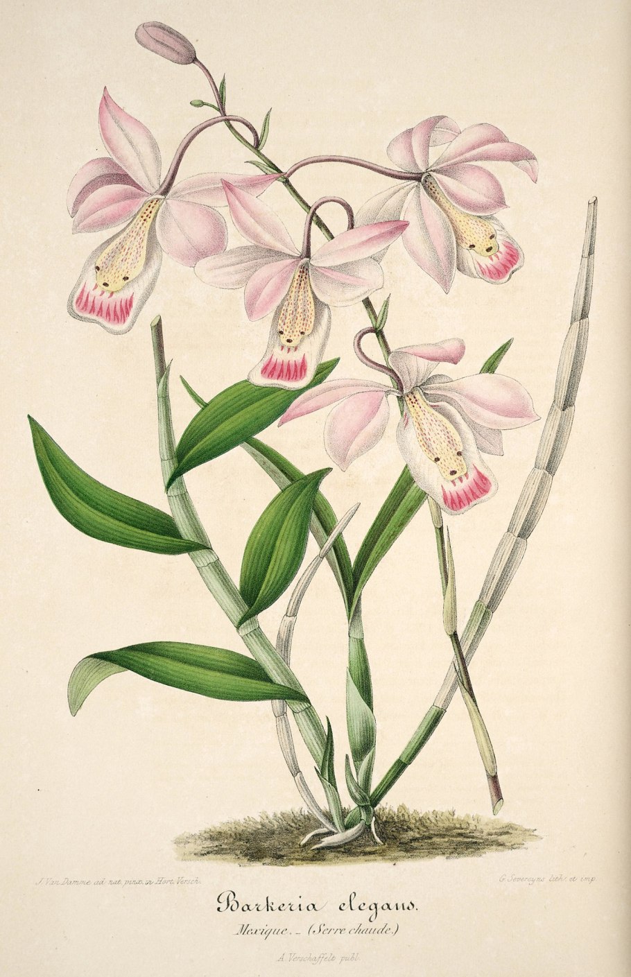 Encyclia phoenicea
