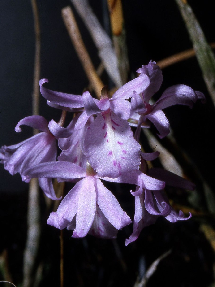 Баркерия Орхидея