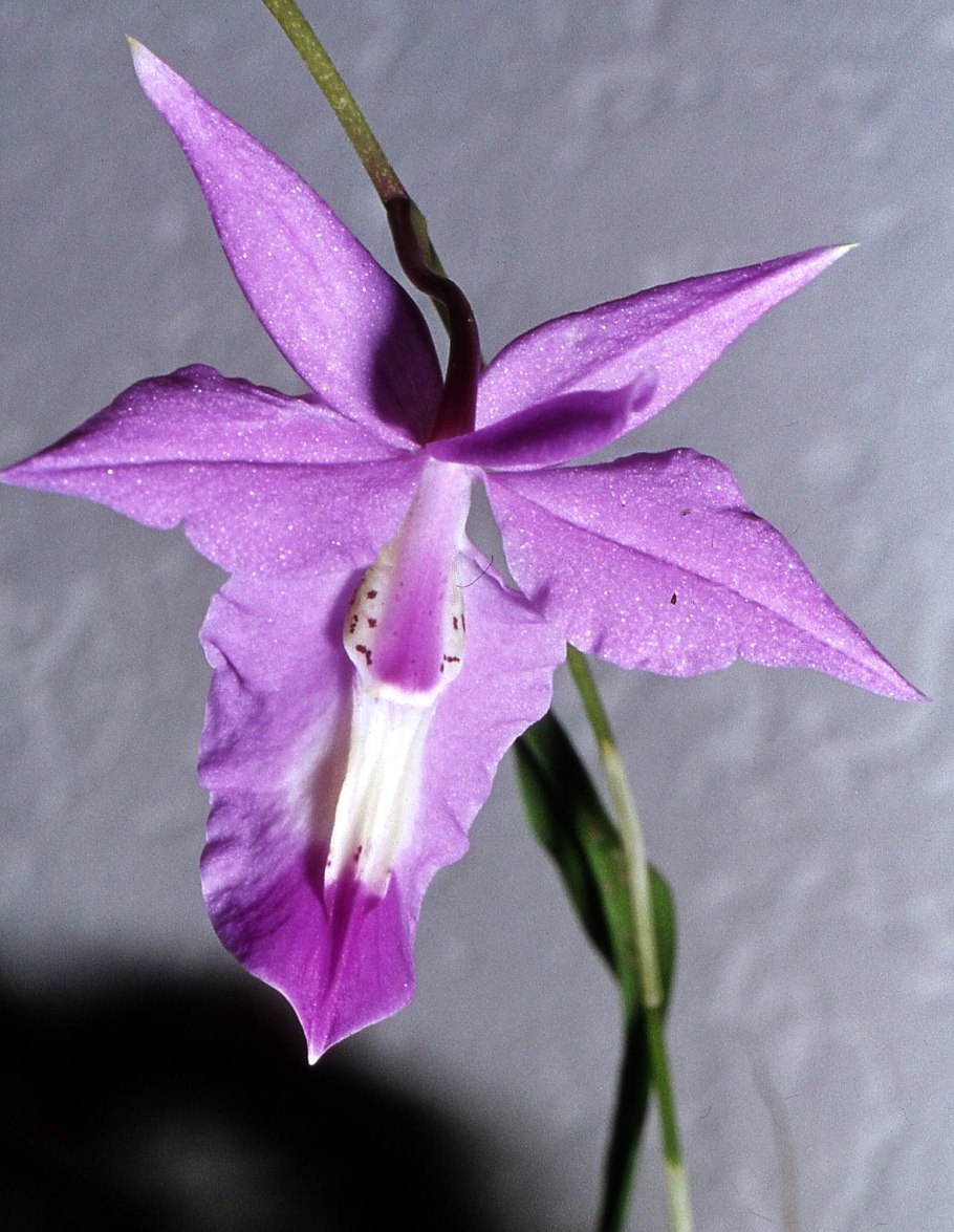 Barkeria whartoniana