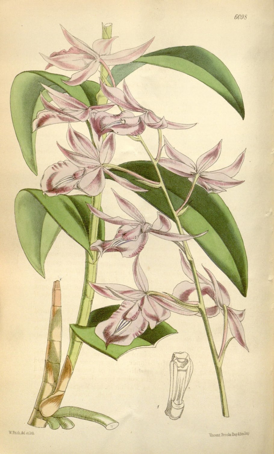 Дендробиум griffithianum