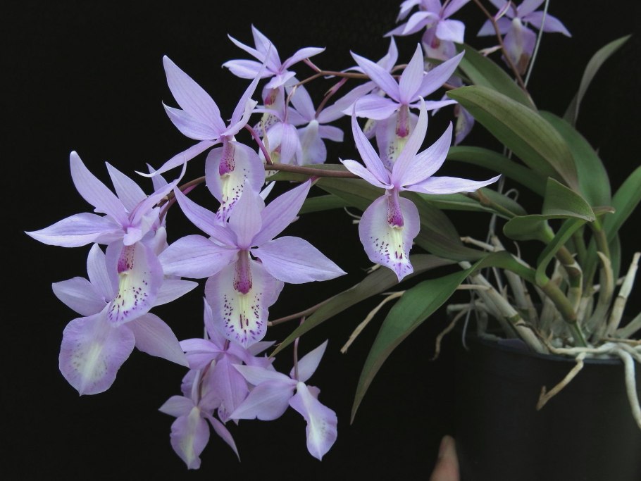 Barkeria spectabilis