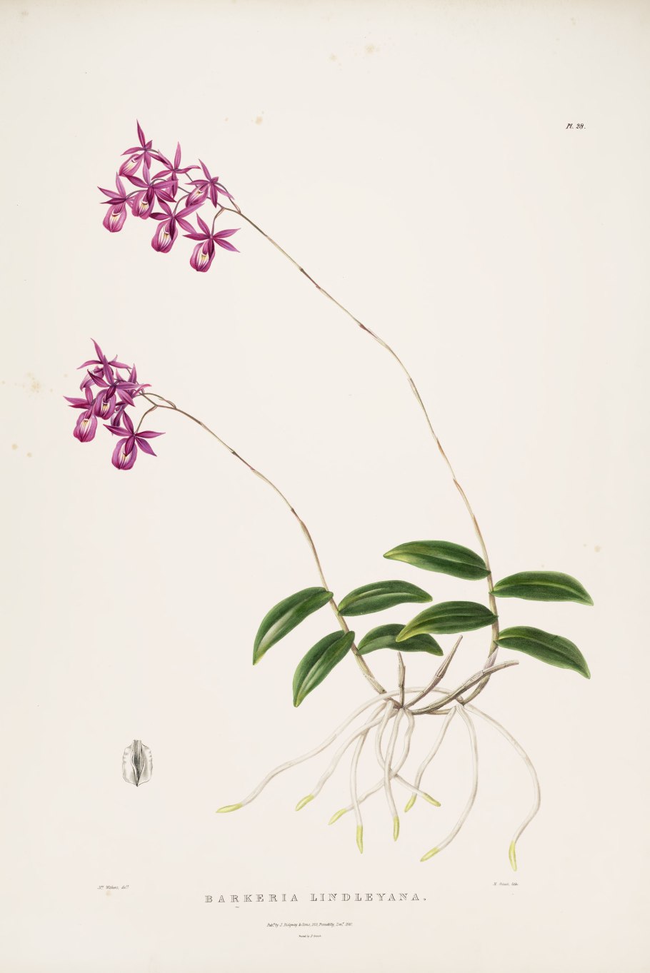 Epidendrum schumannianum