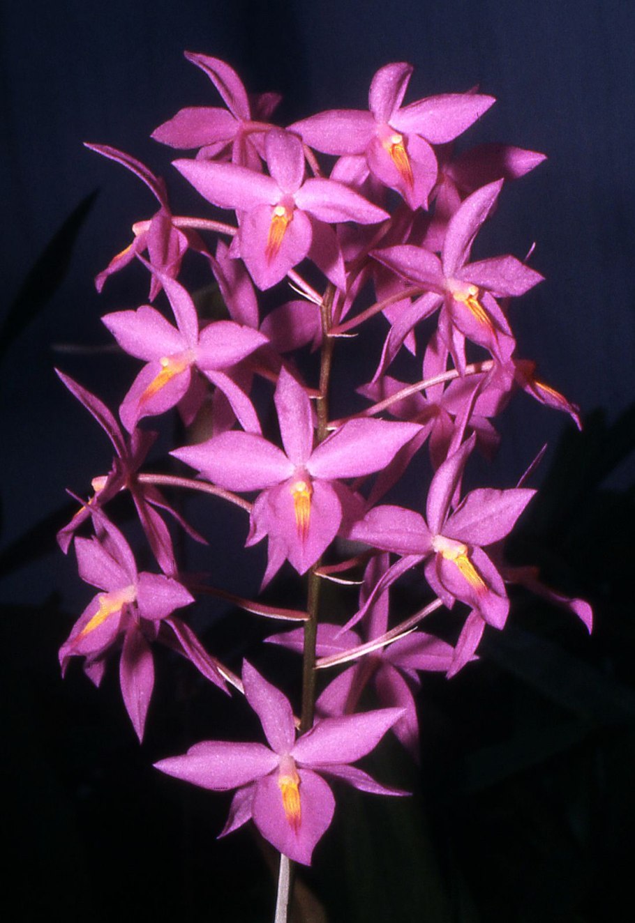 Odontoglossum wyattianum