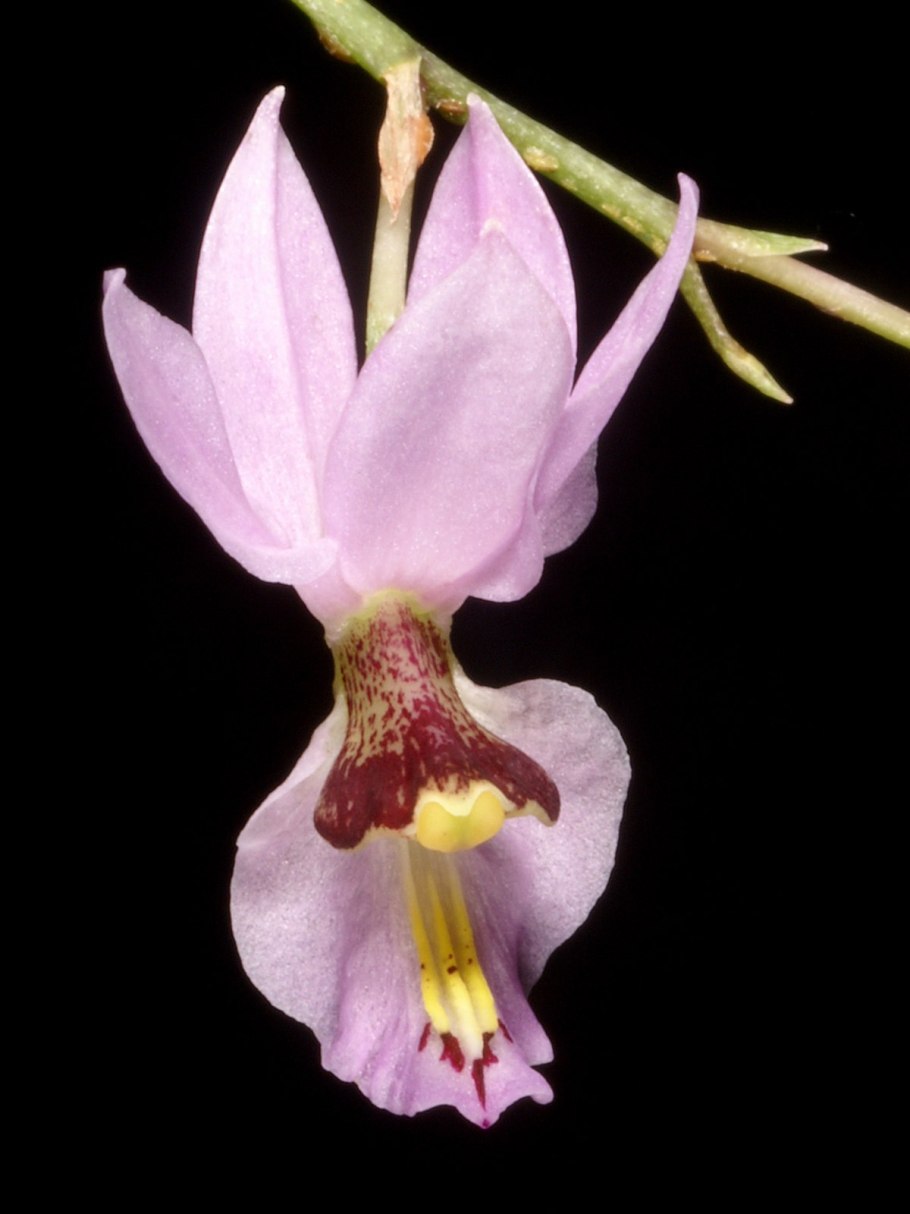 Баркерия Орхидея