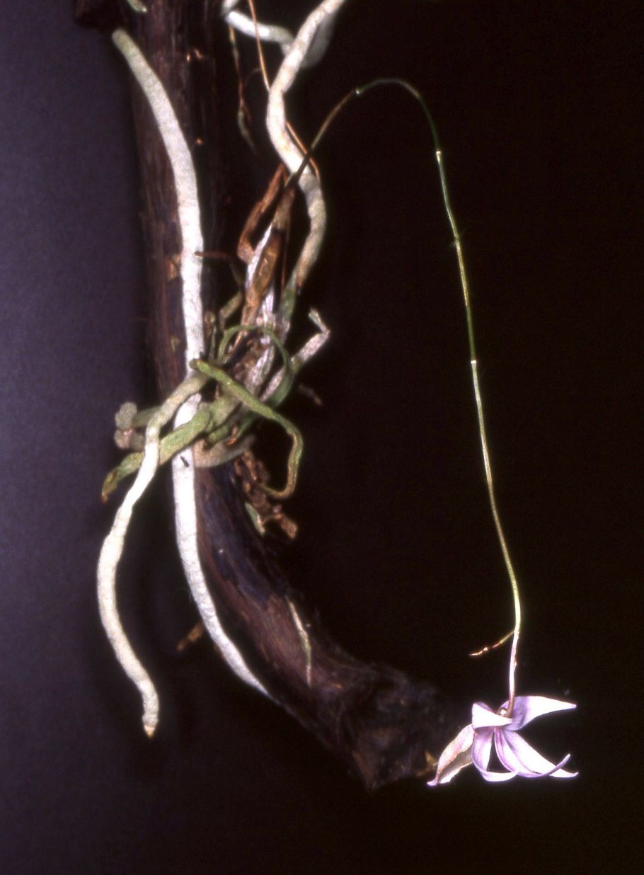 Barkeria naevosa