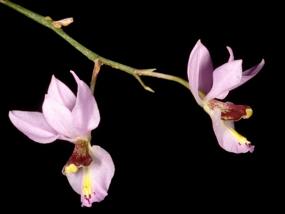 Epidendrum marmoratum