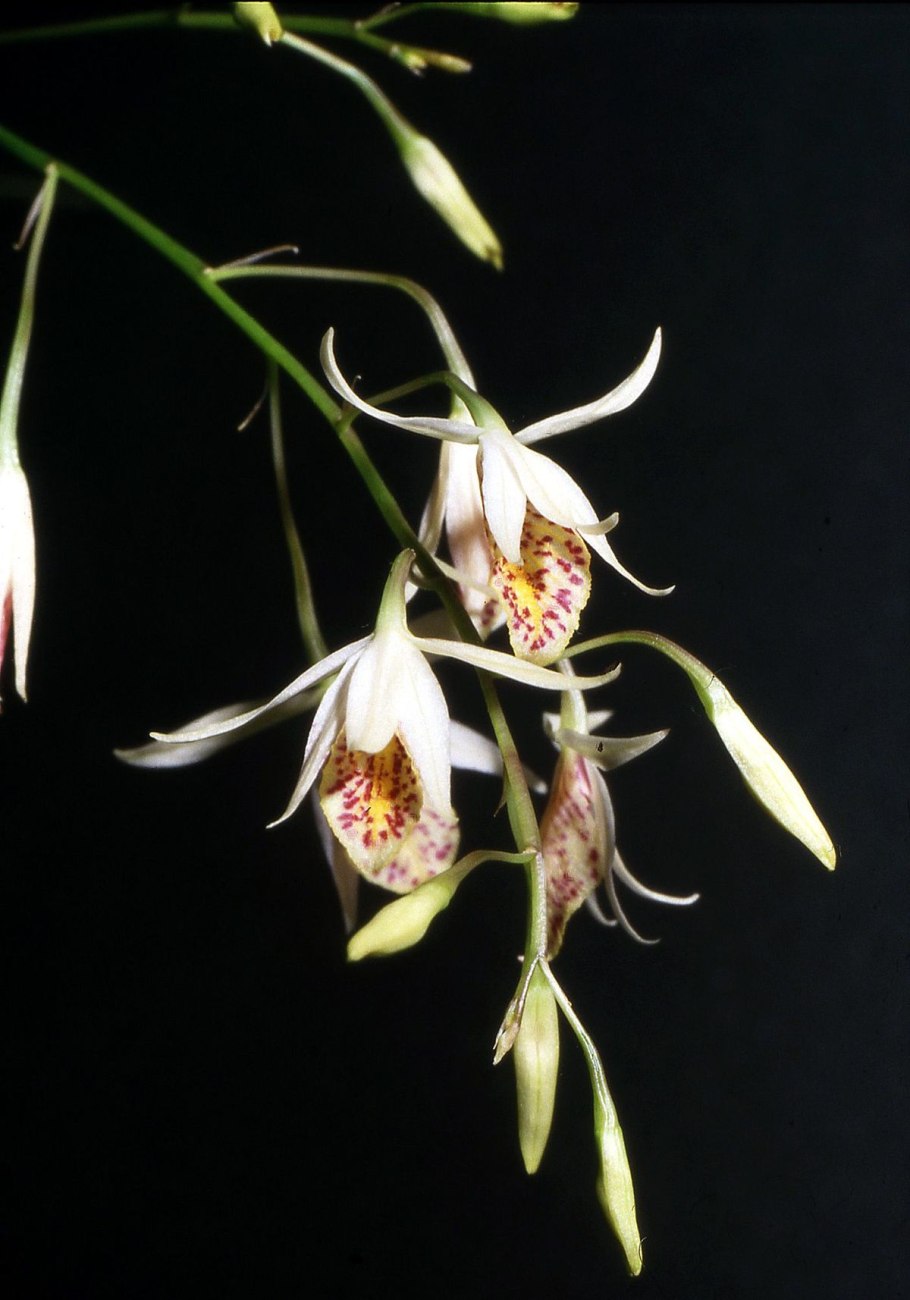 Симподиальная Орхидея