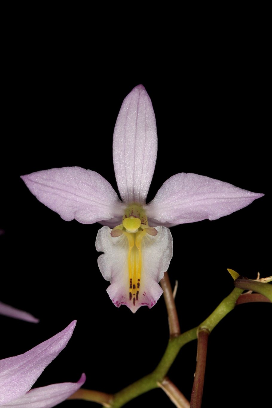 Clathropteris obovata