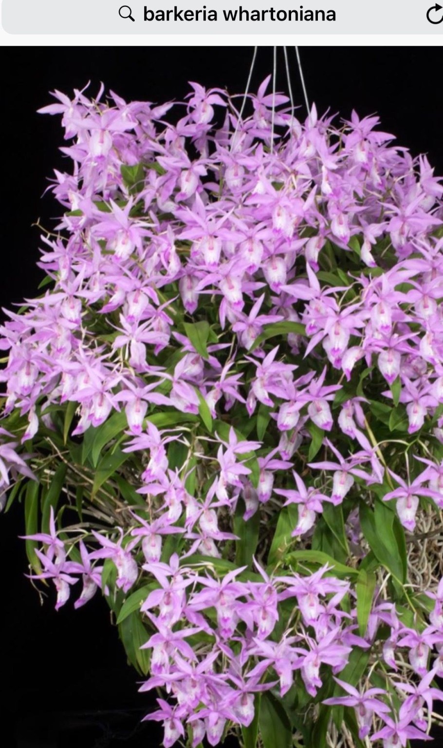 Баркерия whartoniana