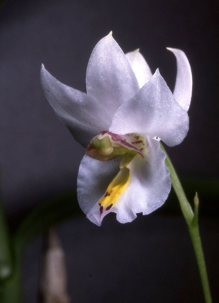 Баркерия Спектабилис