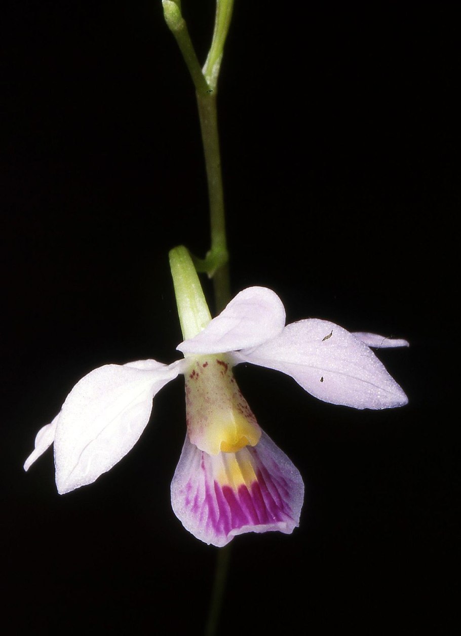 Barkeria lindleyana