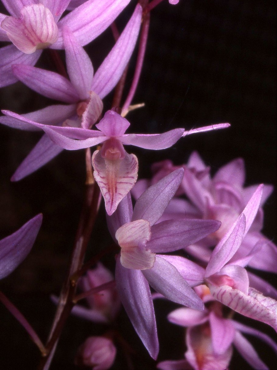 Орхидея бук. Bu03933