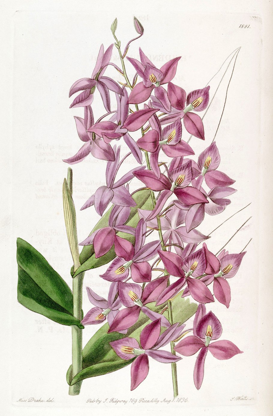 Calanthe sieboldii