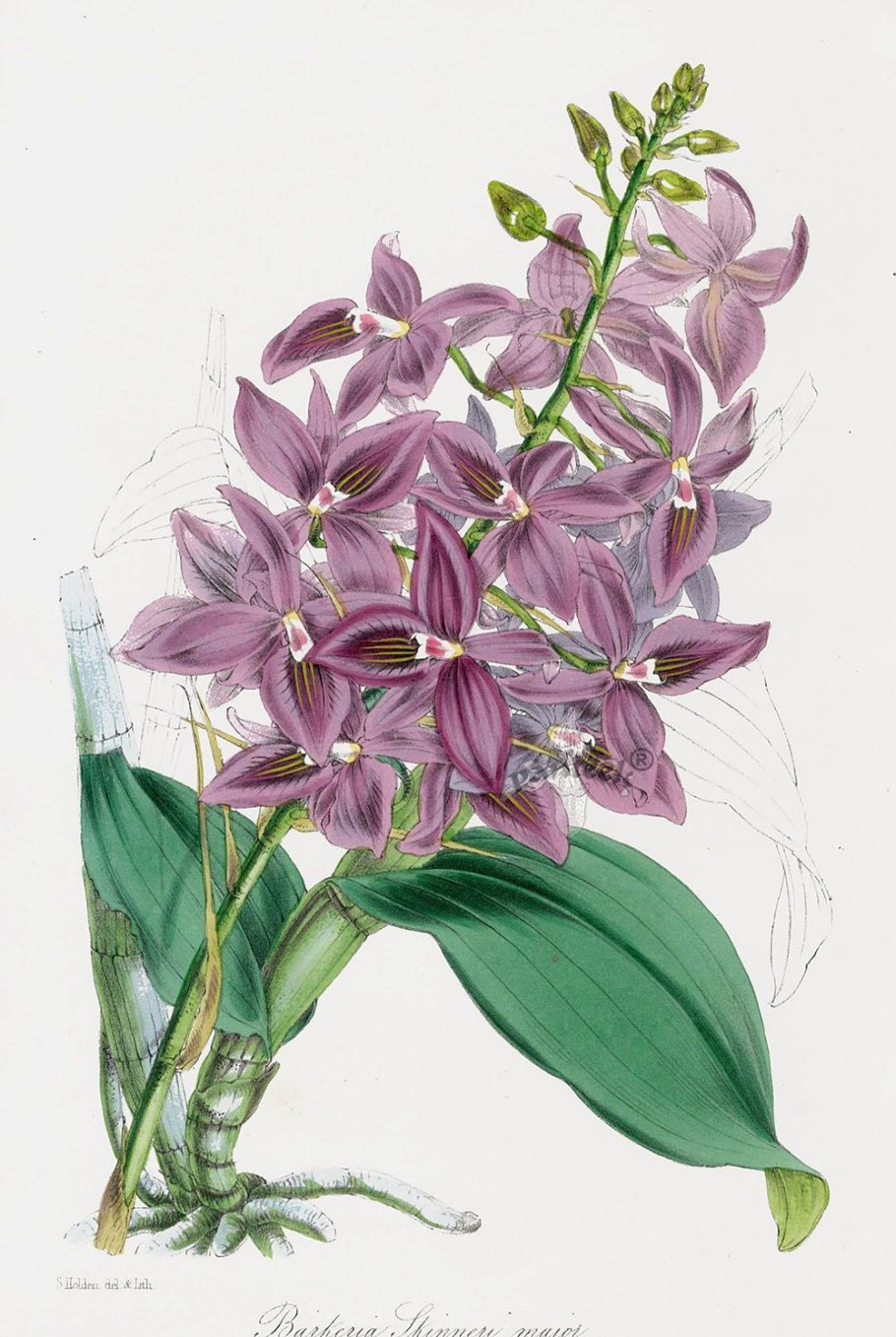 Ботаническая живопись дендробиум