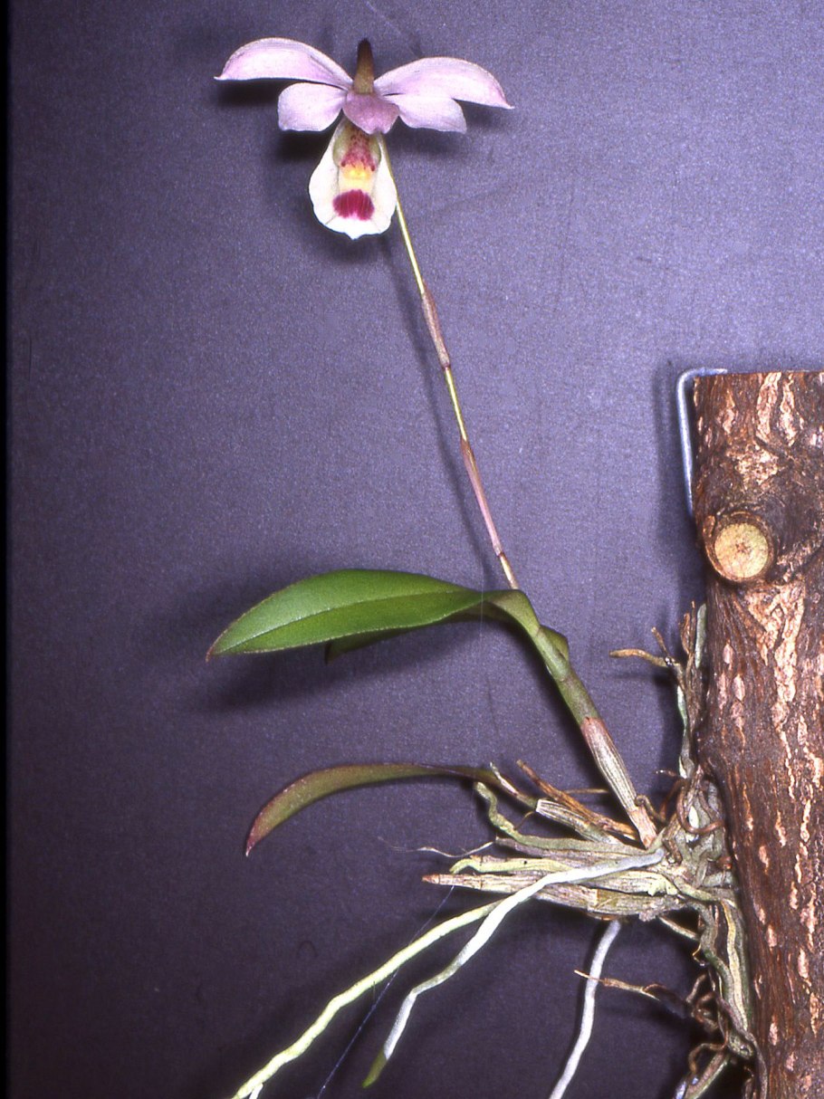 Joseph Paxton Orchid