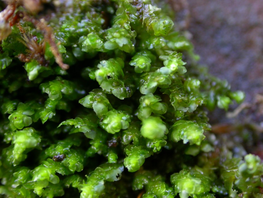 Скапания бородавчата