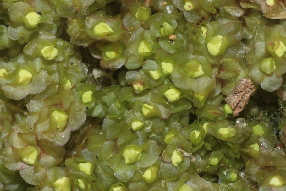 Скапания неморич