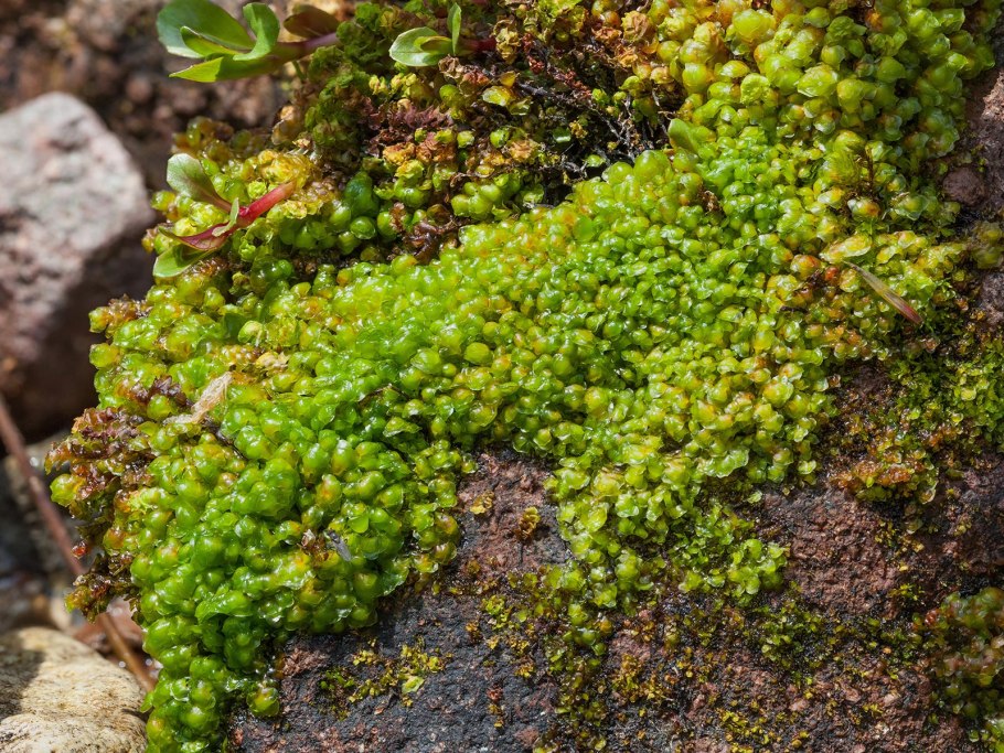 Скапания Тундровая