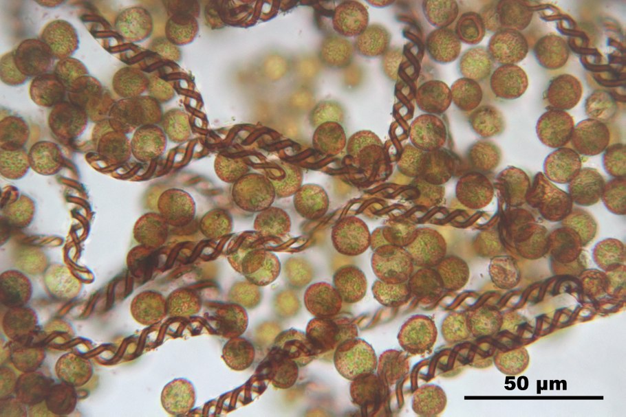 Долина мхов Карелия