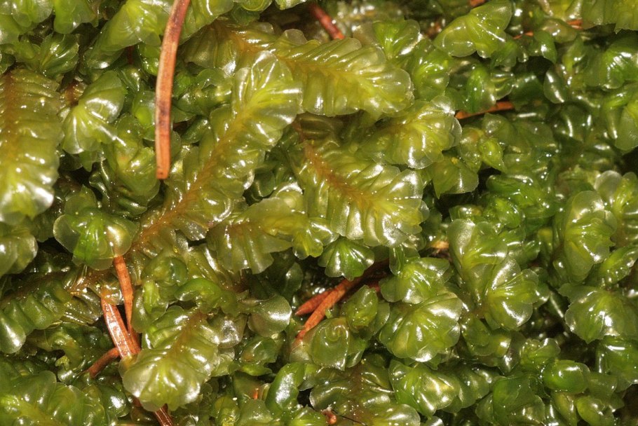 Мох из Крыма