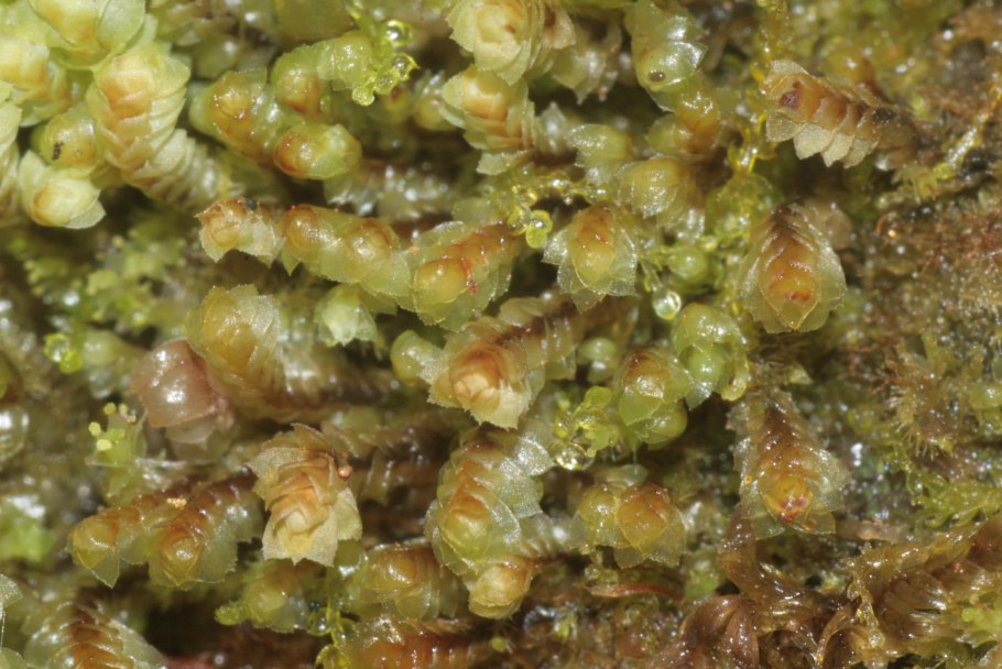 Скапания Грацилис