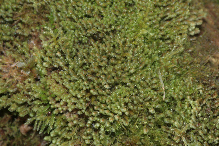 Скапания Грацилис