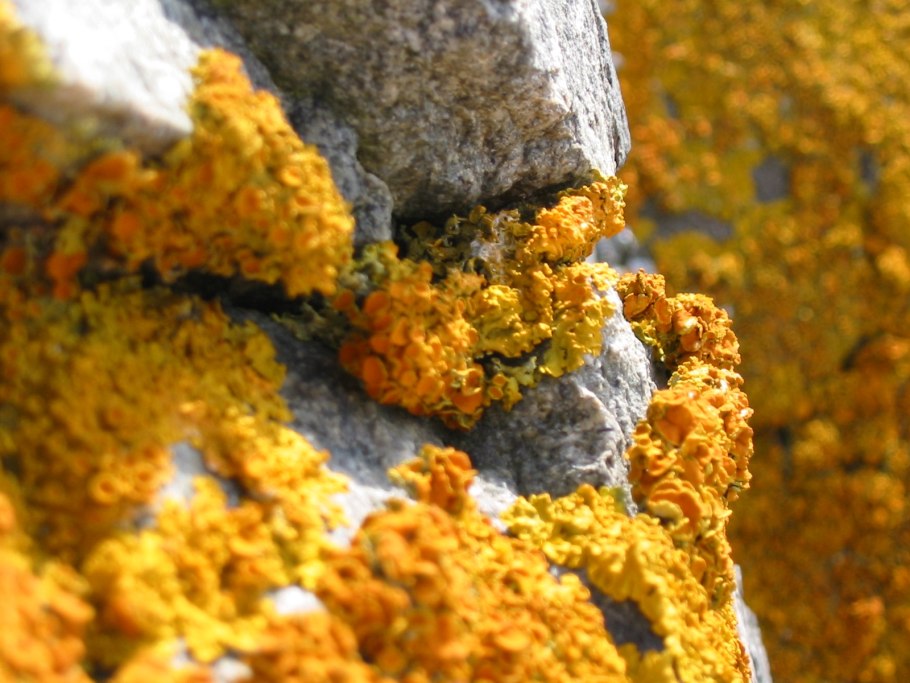 Накипной лишайник