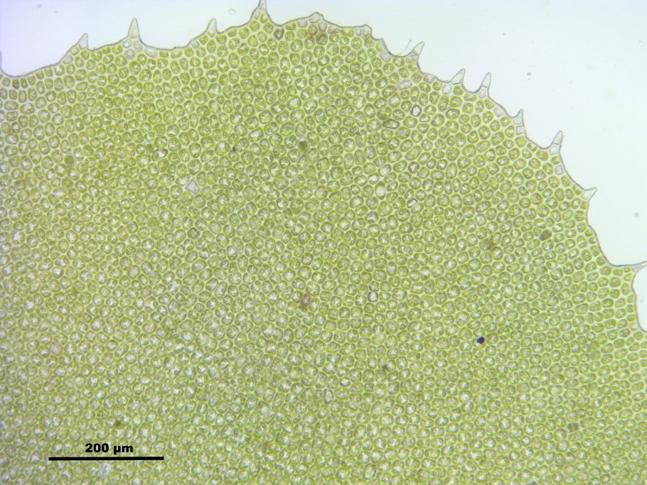 Печеночный мох маршанция