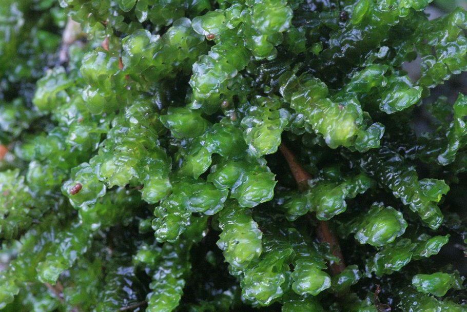 Скапания компактная