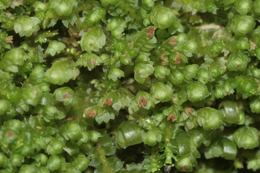 Мхи и лишайники Камчатки