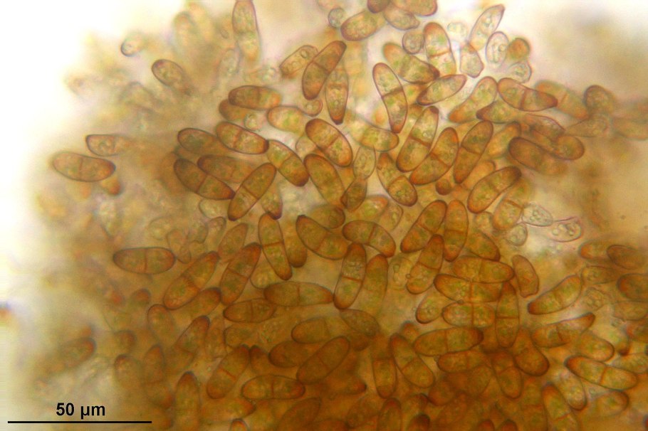 Alternaria tenuis