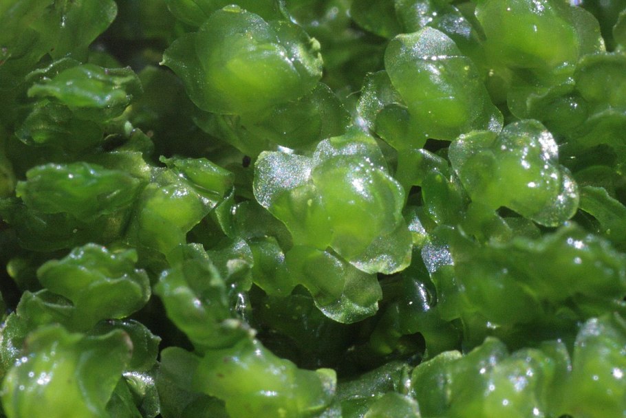 Папоротник Ундулата