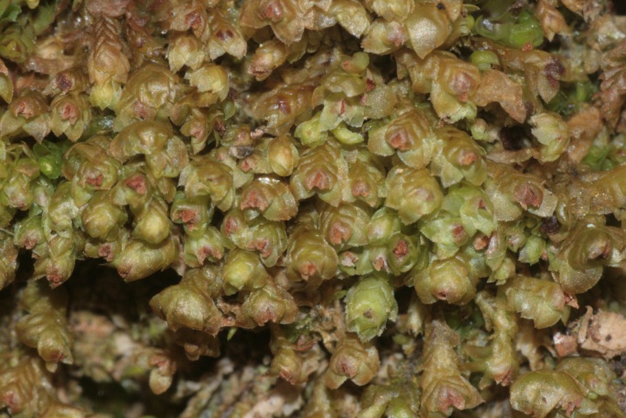 Скапания шариконосная в Забайкальском крае